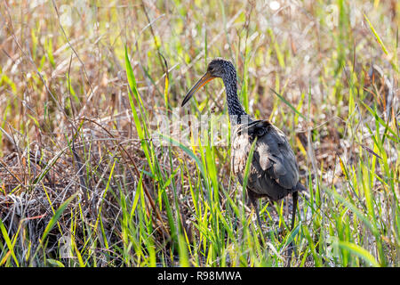 Un singolo adulto Limpkin alimentazione lungo il bordo delle acque in canneti, vista lato posteriore, Everglades, Florida, Stati Uniti d'America Foto Stock