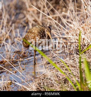 Un singolo adulto Limpkin alimentazione lungo il bordo delle acque in canneti, lumaca nel becco, Everglades, Florida, Stati Uniti d'America Foto Stock