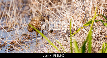 Un singolo adulto Limpkin alimentazione lungo il bordo delle acque in canneti, lumaca nel becco, Everglades, Florida, Stati Uniti d'America Foto Stock