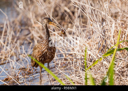 Un singolo adulto Limpkin alimentazione lungo il bordo delle acque in canneti, lumaca nel becco, Everglades, Florida, Stati Uniti d'America Foto Stock