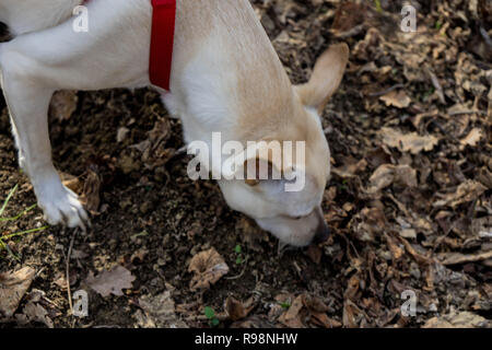 Un giovane cane tartufo è in cerca di tartufo in un boschetto di nocciole delle Langhe, Piedmony - Italia Foto Stock