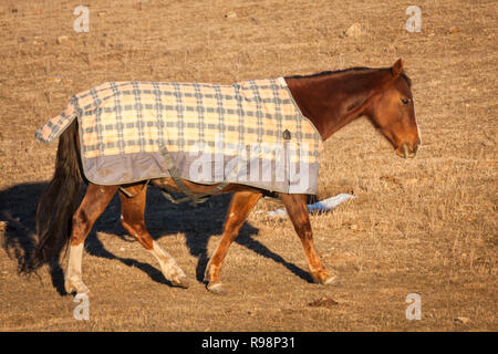 Marrone a cavallo nel tardo pomeriggio di sole in Alberta, Canada Foto Stock