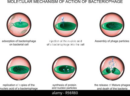 Illustrazione vettoriale dell'azione di batteriofagi su batteri. Illustrazione Vettoriale