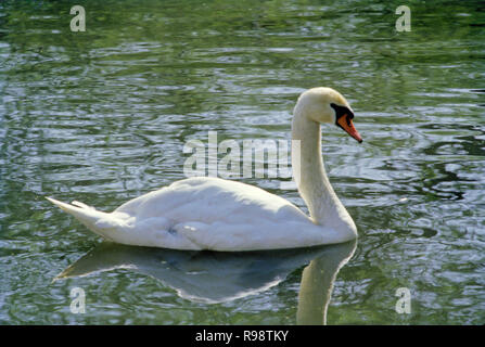Swan Foto Stock