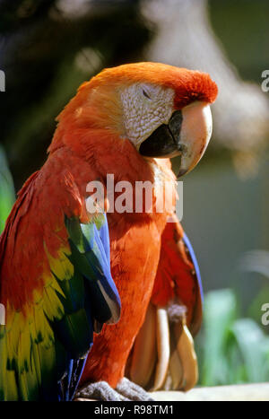 Uccelli, Parrot scarlet macaw (Ara Macao), Antigua Guatemala Foto Stock