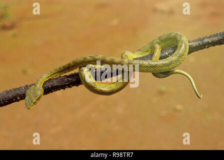 Il bambù Rattlesnakes snake Foto Stock