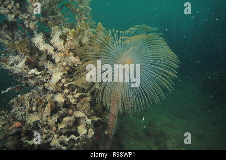 Ventola del Mediterraneo worm Sabella spallanzanii accanto al mare marrone erbacce coperta con sedimento fine. Foto Stock