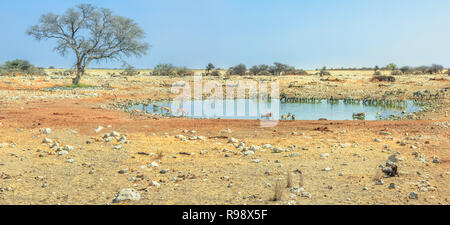 Ampio angolo di panorama di animali selvatici come zebre, hartebeests springboks e bere a Okaukuejo waterhole in Etosha National Park, Namibia. Cielo blu, copia dello spazio. La stagione secca. Foto Stock