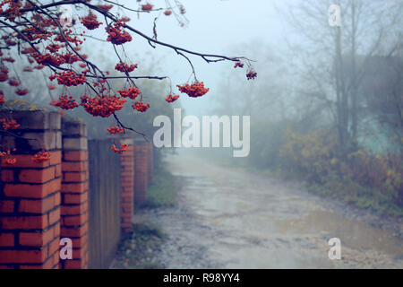 Rowan tree e rowanberry rosso con appese delle gocce di pioggia sulla piovosa giornata di nebbia. Scena vicino a mattoni rossi e recinzione country road. Paesaggio agreste per scheda, indietro Foto Stock