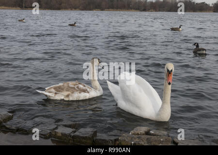 Cigni e oche sul lago in inverno. Prospect Park di Brooklyn, New York. Foto Stock