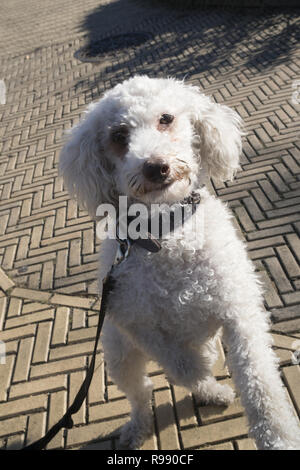 Ritratto di un simpatico cane barboncino Terrier mix. Foto Stock