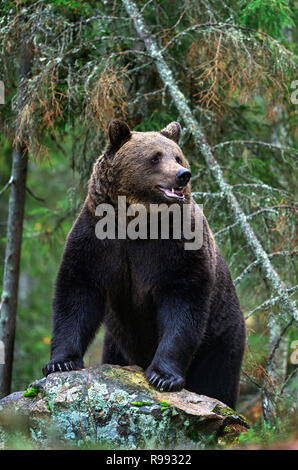 Poggiare su una roccia. Adulto grande orso bruno in autunno foresta. Nome scientifico: Ursus arctos. La stagione autunnale, habitat naturale. Foto Stock