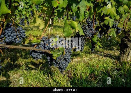 Vigneti delle Langhe intorno a La Morra, Piemonte - Italia Foto Stock