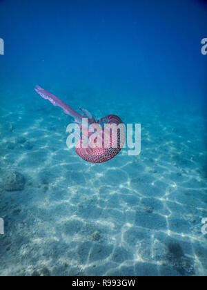 Un solitario rosa meduse nel Mar Ligure di fronte a Noli, Italia Foto Stock