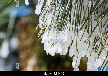 Close up congelate di aghi di pino in una fredda giornata invernale, California Foto Stock