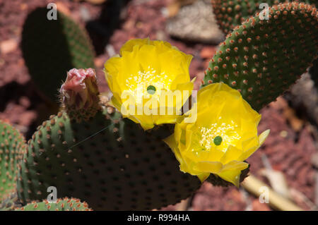 Sydney Australia, yellow flowering opuntia rufida cactus a native of Texas and New Mexico Foto Stock