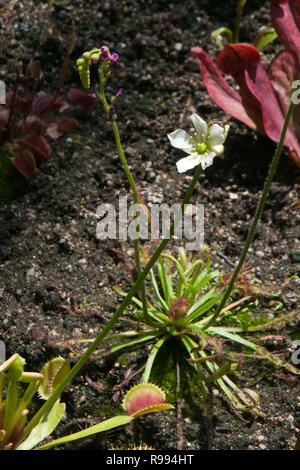 Sydney Australia, bianca fioritura Venus flytrap e fioritura viola sundew in letto giardino Foto Stock