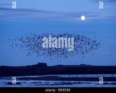 Golden Plover Pluvialis apricaria gregge Titchwell Norfolk inverno sorgere della luna Foto Stock