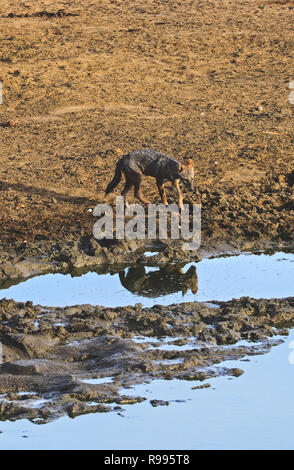 Golden jackal (Canis aureus) beve l'acqua di Udawalawe parco nazionale, sul confine di Sabaragamuwa e Uva province, in Sri Lanka. Foto Stock