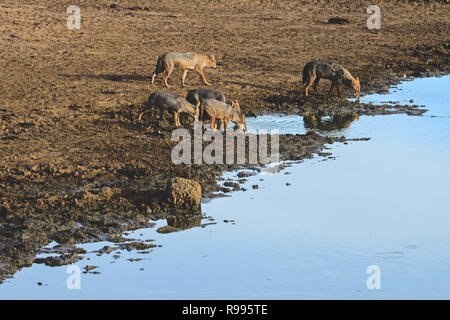 Golden sciacalli (Canis aureus) bere acqua in Udawalawe parco nazionale, sul confine di Sabaragamuwa e Uva province, in Sri Lanka. Foto Stock