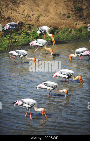 Dipinto di cicogne (Mycteria leucocephala) nell'acqua. Udawalawe parco nazionale, sul confine di Sabaragamuwa e Uva province, in Sri Lanka. Foto Stock