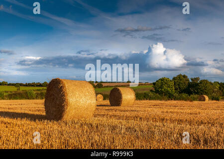 Paesaggio del campo di stoppie con balle in serata della luce del sole che mostra un colore blu cielo molto nuvoloso Foto Stock