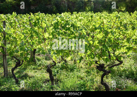 I vitigni al Denbies Wine Estate, London Road, Dorking Surrey, Inghilterra, Regno Unito Foto Stock