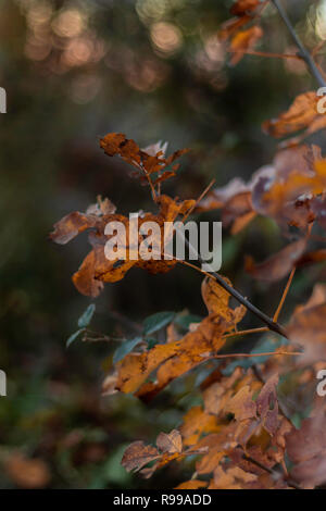 I colori dell'autunno di una pianta in sfumature di rosso, marrone, arancione e giallo. Autunno, stagione concetto. Foto Stock