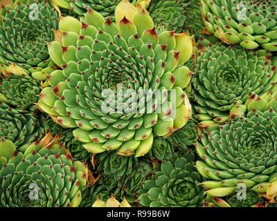 Sempervivum le piante succulente con punta rossa foglie verdi in un modello radiale visto da sopra Foto Stock