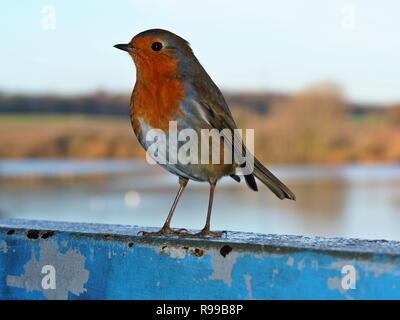 Primo piano di un robin (Erithacus rubecula) appollaiato su un metallo di colore blu sul telaio di una finestra rivolta verso la telecamera con un lago di sfondo Foto Stock