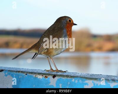 Robin (Erithacus rubecula) appollaiato su un metallo di colore blu sul telaio di una finestra che guarda lontano dalla telecamera verso un lago di sfondo Foto Stock