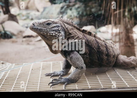 Praga, Repubblica Ceca - 27 agosto 2018: Rock cubano Iguana in zoo di Praga, Repubblica Ceca, il quinto miglior zoo al mondo. Foto Stock