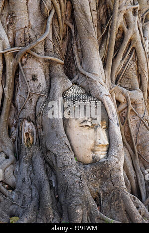 Testa di Buddha circondato da banyan tree radici di Wat Mahathat in Ayutthaya Thailandia Foto Stock