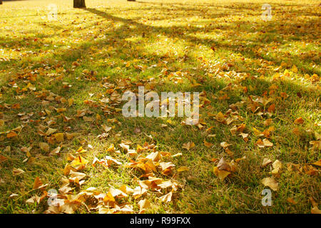 Caduta foglie di Ginkgo Biloba Foto Stock