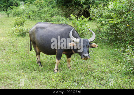 Asian Bufalo d'acqua o Bubalus bubalis in Laos Foto Stock