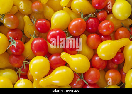 Rosso e giallo pera pomodori ciliegia da un giardino di casa Foto Stock