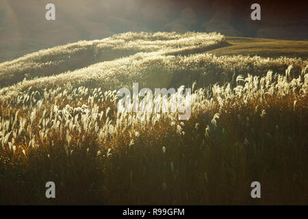 Campo di erba giapponese (miscanthus sinensis) Foto Stock