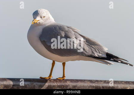 Anello-fatturati gabbiano appollaiato su un binario vicino al lago Michigan Foto Stock