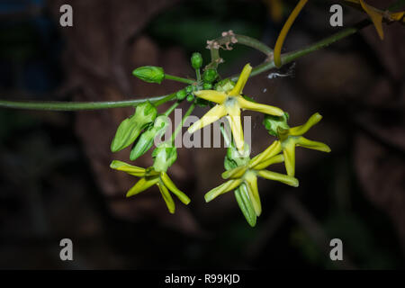 Close up Telosma cordata flower Foto Stock