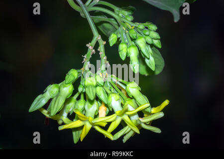 Close up Telosma cordata flower Foto Stock