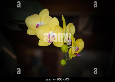 Close up di splendide orchidee in giardino Foto Stock