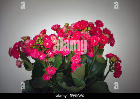 Close up red Kalanchoe pinnata in giardino Foto Stock