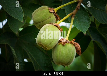 Golden Silk cotton tree - seta gialla cotton tree fiori (Cochlospermum religiosum) Foto Stock