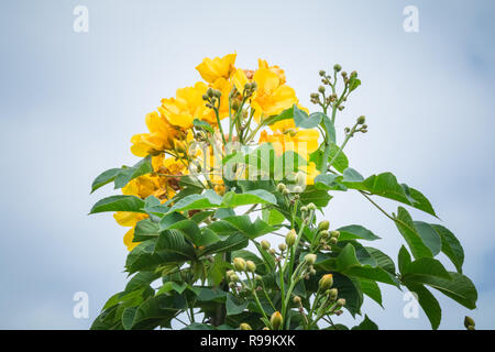 Golden Silk cotton tree - seta gialla cotton tree fiori (Cochlospermum religiosum) Foto Stock