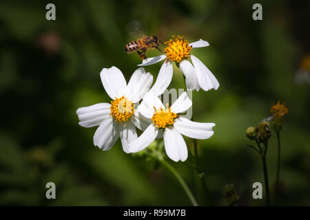 Bellissimo sfondo chiuso fino Bidens pilosa Foto Stock