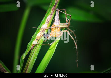 Close up di Lynx spider su foglie in giardino Foto Stock