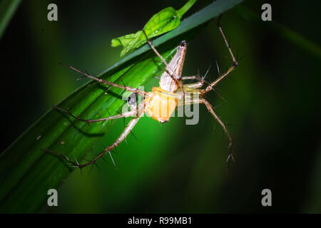 Close up di Lynx spider su foglie in giardino Foto Stock