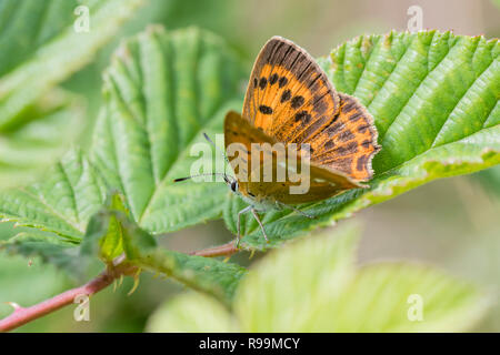 Dukaten-Feuerfalter Weibchen, Lycaena virgaureae, femmina in rame scarse Foto Stock