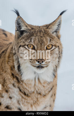 Eurasischer Luchs ,Lynx lynx, eurasian lynx Foto Stock