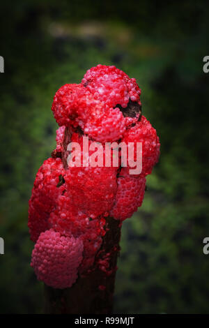 Vicino sul incanalato uova di lumaca Apple (Pomacea Canaliculata). Foto Stock